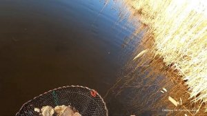 Рыбалка с китайской «мордушкой». Ловим карася и ротана.