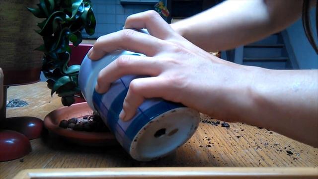 Hoya Carnosa Compacta Update