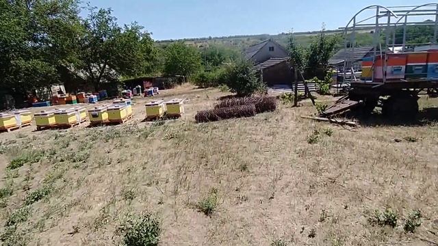 Плохой год для пчеловода. Сколько меда принесли пчелы в засуху? смотреть онлайн