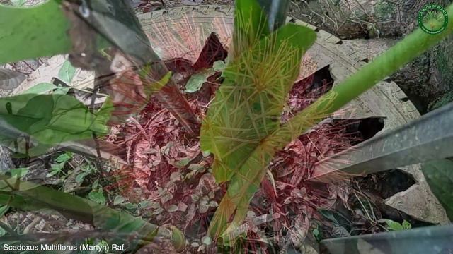 Scadoxus Multiflorus (Martyn) Raf. | Flowering Plants | 🇵🇦 Panama | смотреть онлайн