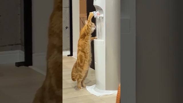 кошки эволюционируют.mp4 смотреть онлайн