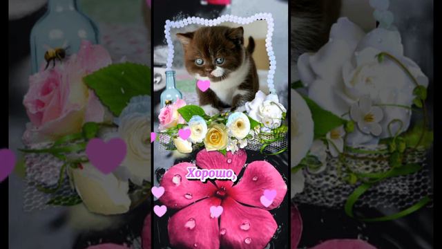 Доброго вечера! #доброговечера #добрыйвечер #сдобрымвечером #пожелание #длятебя смотреть онлайн