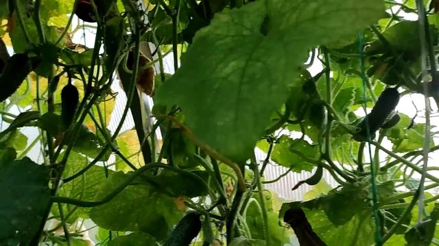 Нам посылка. Обзор автоклава. Мой первый опыт готовки в автоклаве. Жизнь семьи в деревне. смотреть онлайн