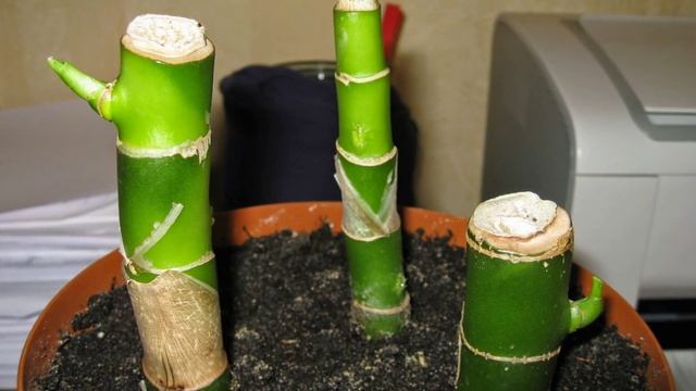 Разведение Дефинбахии смотреть онлайн