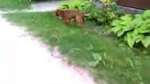 Собака с большими яйцами