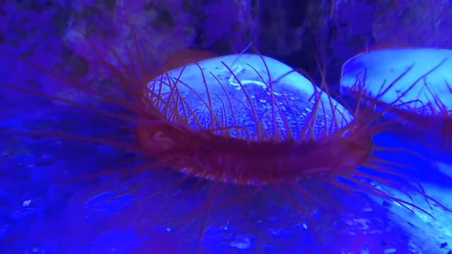 "Electric Fileclam (Lima scabra)" «REEF EXCLUSIVE» смотреть онлайн
