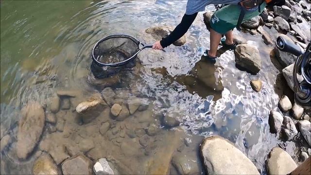 Форель в горных реках. Рыбалка в Карпатах. Trout In Mountain Streams. Carpathian Fishing.