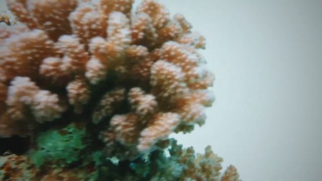 Синай аралы Египет смотреть онлайн