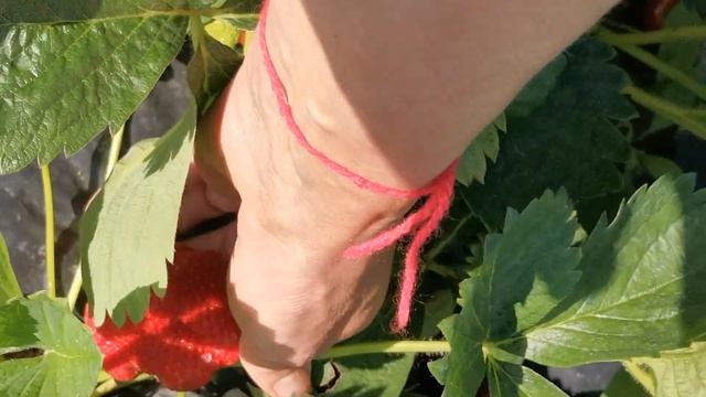 Клубника/Альба/Клери/Первый урожай 2020 /Обзор урожая/Второй год плодоношения/Сад и огород с опытом смотреть онлайн