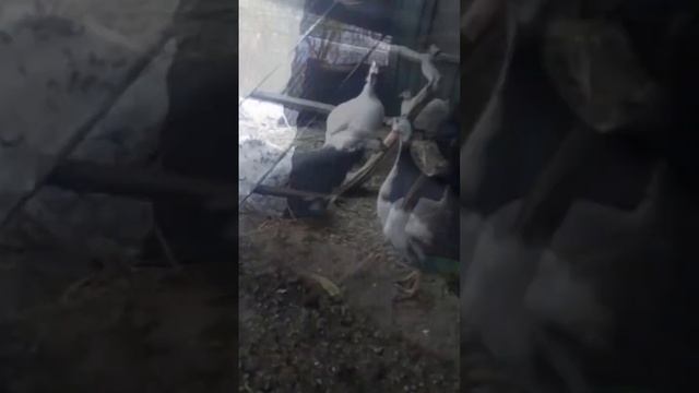 Цесарки в Вольере смотреть онлайн