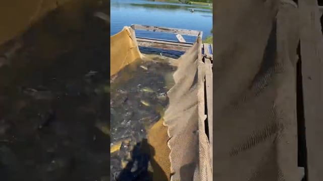 Платная рыбалка, пруд Черноморец 06.07. 22. Запуск карпа 500 кг , вес рыбы от 800г и до 1,5 кг. смотреть онлайн