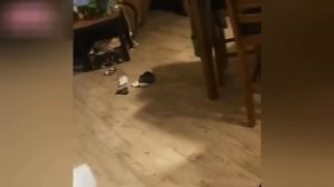 Приколы с котами! С озвучкой! СМЕШНОЕ ВИДЕО ПРО КОТОВ! ВЕСЁЛЫЕ СМЕШНЫЕ ЖИВОТНЫЕ!