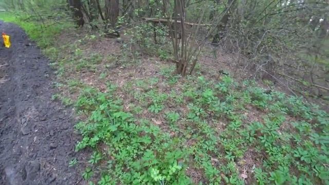 СМОРЧКИ 2022! ГРИБНЫЕ МЕСТА КУРСКА! НАШЕЛ ГИГАНТА! ПОИСК ВЕСЕННИХ ГРИБОВ И МОНЕТ В ГОРЕЛОМ ЛЕСУ! смотреть онлайн