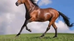 Таъбири хоб: Асп дар хоб чи таъбир дорад?/Тамоми масоили Асп дар хоб/Тафсири бузурги хоб/тбх/ТБХ/