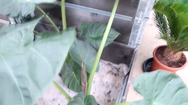 PLANT TOUR | Blomsterlandet Uddevalla смотреть онлайн