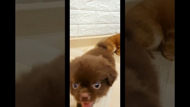 Какая порода🤭?