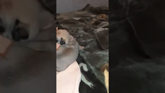 Вы даже не представляете в какой любви живут наши крошки.