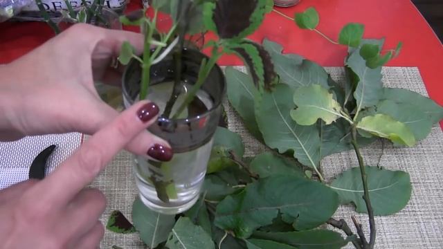 Необычный способ укоренения растений. Работает на 100%