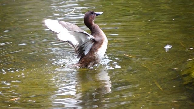 Duck Flapping Wings Brisbane Botanical Gardens - 500fps смотреть онлайн