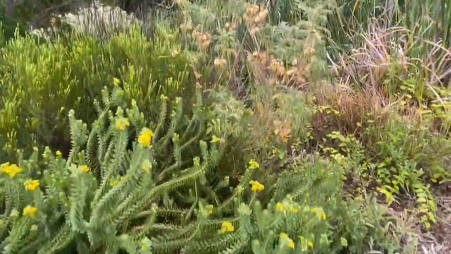 Kirstenbosch National Botanical Garden- Cidade do Cabo смотреть онлайн