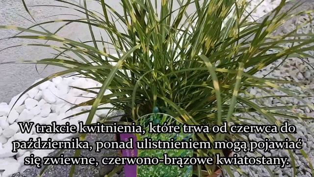 Trawy ozdobne: Miskant chiński 'Strictus Dwarf' Miscanthus sinensis- Uprawa i Pielęgnacja смотреть онлайн