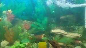 Грустный опыт: Аква Сейф от Тетры и Альтерфикс от Ниплы добавленные вместе губят рыбок