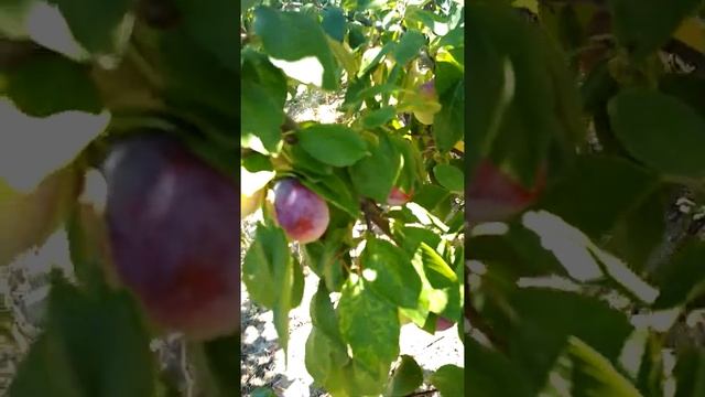 Сорт сливи Любимица Султана смотреть онлайн