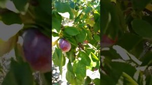 Сорт сливи Любимица Султана