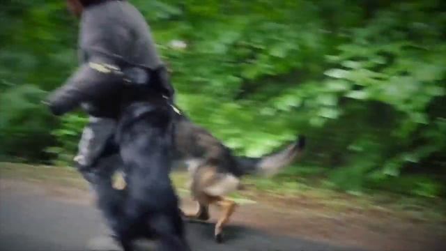 10 Самых Лучших Охранных и Сторожевых Собак смотреть онлайн