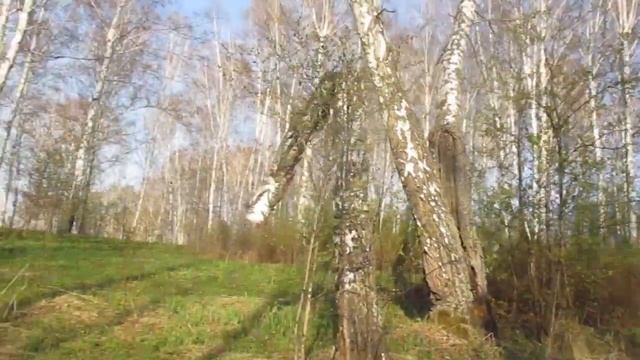 Весна в берёзовом лесу. смотреть онлайн