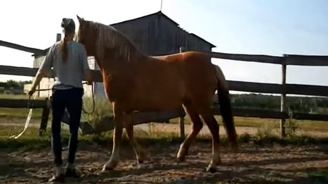 Охта Белорусская упряжная