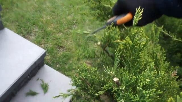 Садовый бонсай смотреть онлайн