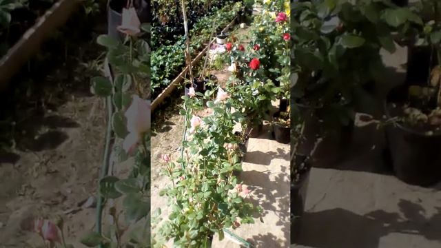 Розы в горшке смотреть онлайн