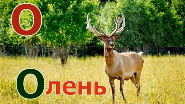 Животные по алфавиту от А до Я учим вместе с Полиной. смотреть онлайн