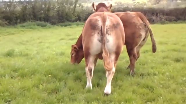 Mating Bull with cow #12 смотреть онлайн