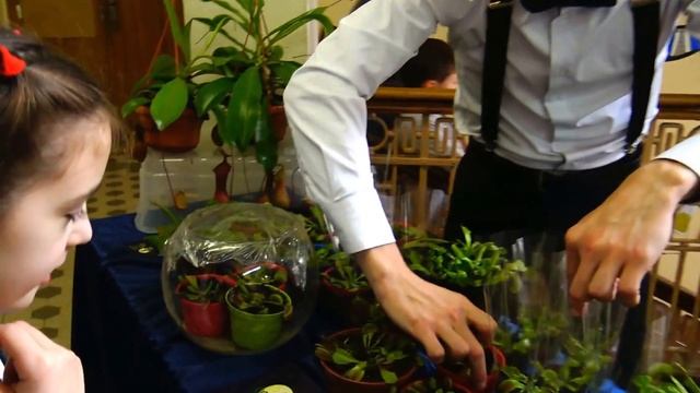 Хищный цветок хочет откусить палец! #саррацения, #Sarracenia