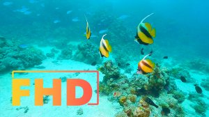 Океан. Подводный мир. Расслабляющее видео 2 часа. Видовое видео.