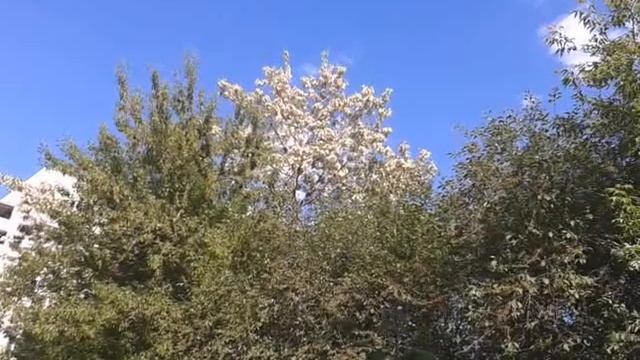 28 мая 2021 г. Пышно цветёт белая акация на Ю-З бульваре в Чебоксарах смотреть онлайн