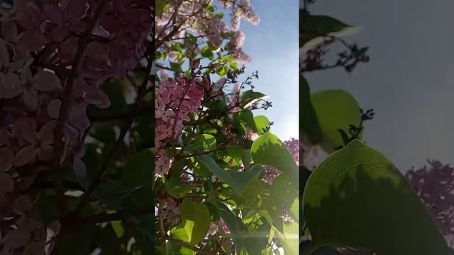 солнечная сирень смотреть онлайн