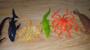 Сравнение размеров морских животных.