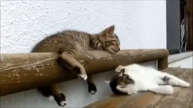 Веселые котята смотреть онлайн