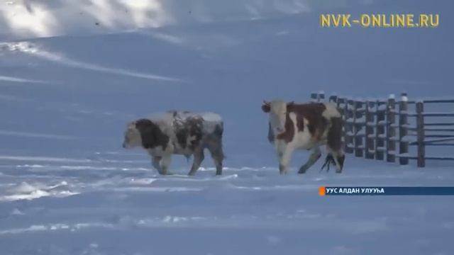 Уус Алдаҥҥа торбос таһырдьа кыстаата смотреть онлайн