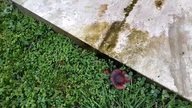 Что за гриб? смотреть онлайн