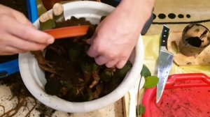 Замиокулькас. Чудо из пенька.