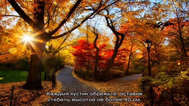Пересадка малины осенью на новое место — когда и как это сделать правильно смотреть онлайн