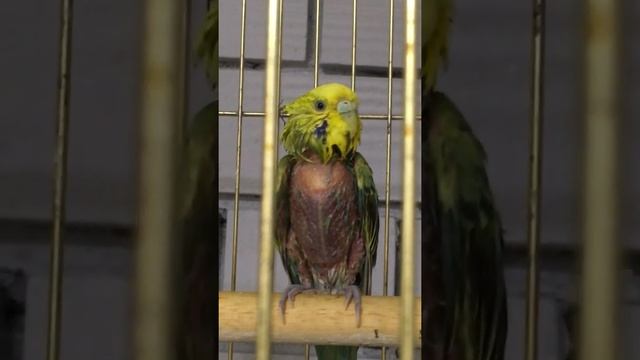 Перьевой клещ у попугая. Лечим запущенную стадию. смотреть онлайн