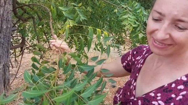 #23 Африка. Гана. Загадочная флора саванны.