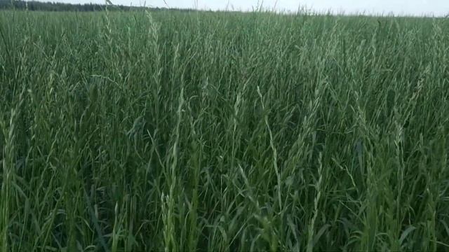 Райграс однолетний смотреть онлайн