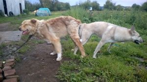 Собаки слиплись