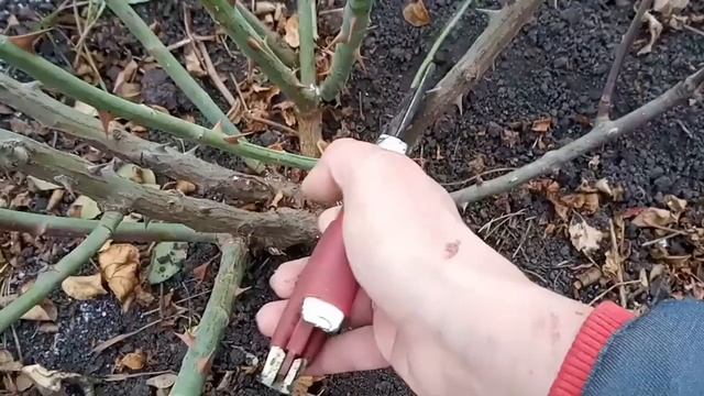 Осенняя обрезка,обработка и укрытие полиантовых роз. смотреть онлайн